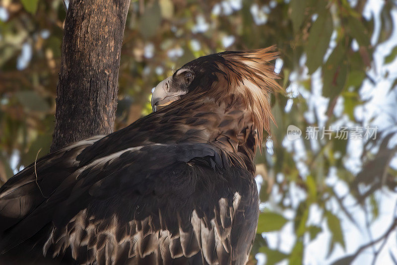 楔尾鹰(Aquila audax)